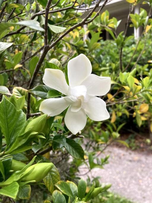 Walk To Bay Street And Historic Downtown Beaufort! Close To Parris Island Mcrd!! エクステリア 写真